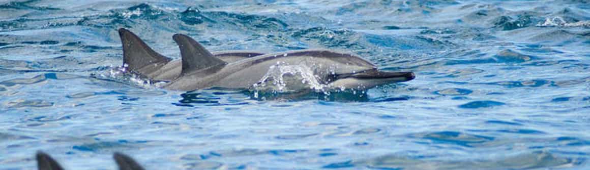 nage avec dauphins